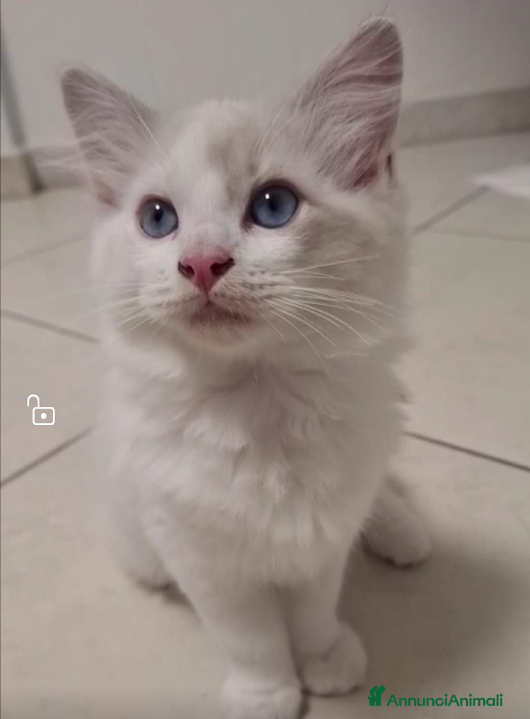 Ragdoll gatti Ragdoll blu Bicolore  - Annuncio 15