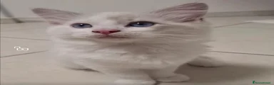 Simba