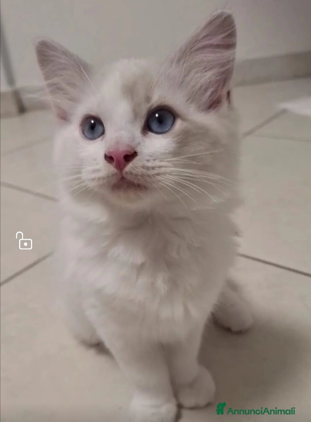 Ragdoll gatti in vendita: Ragdoll blu Bicolore  - Annuncio 1