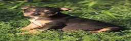 Pitbull cani in vendita: Cuccioli Pit Bull con Pedigree anche a rate  - Annuncio 25