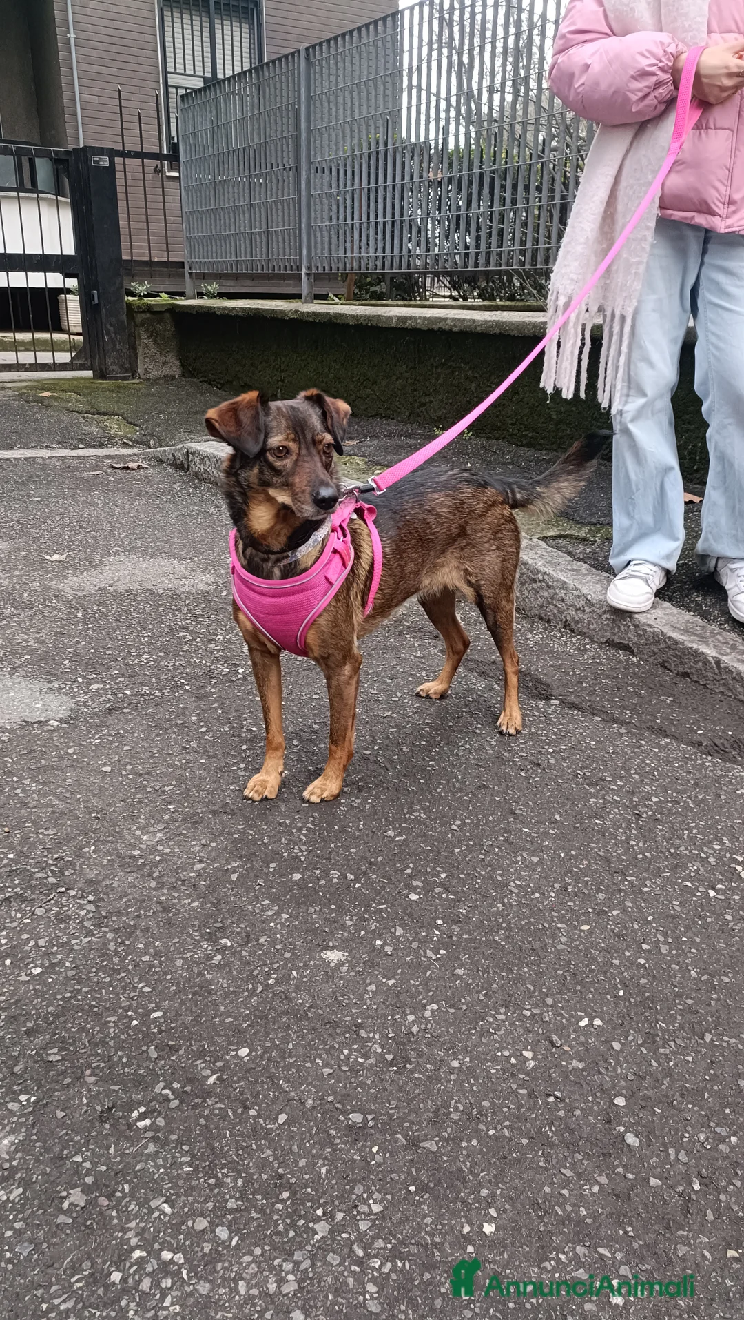 Meticcio cani in regalo: Laika  - Annuncio 3