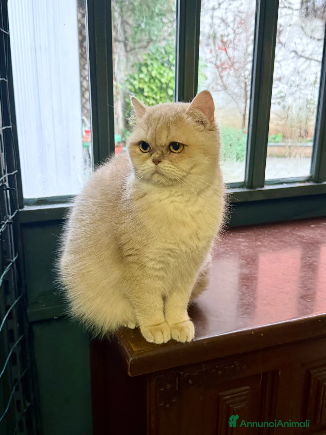 British gatti in vendita: British femmina  - Annuncio 6