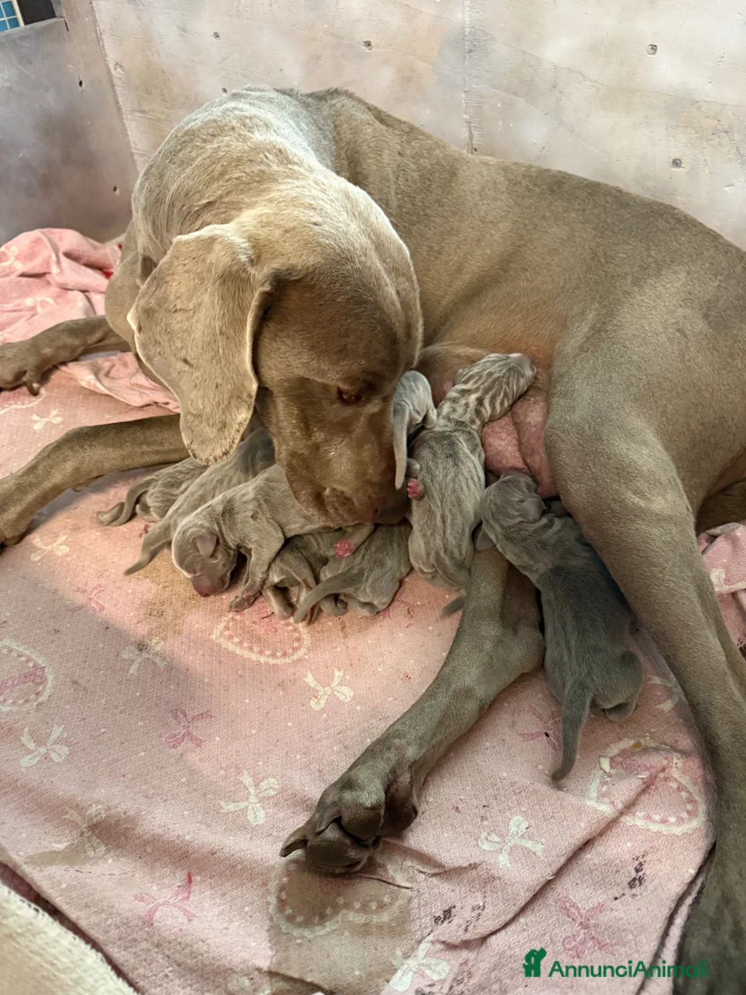 Weimaraner cani in vendita: Cuccioli weimaraner pubblicita’ segugio - Annuncio 8