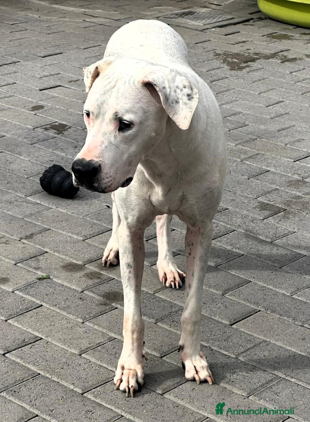 Meticcio cani in regalo: LOLA DOGO ARGENTINO - Annuncio 8