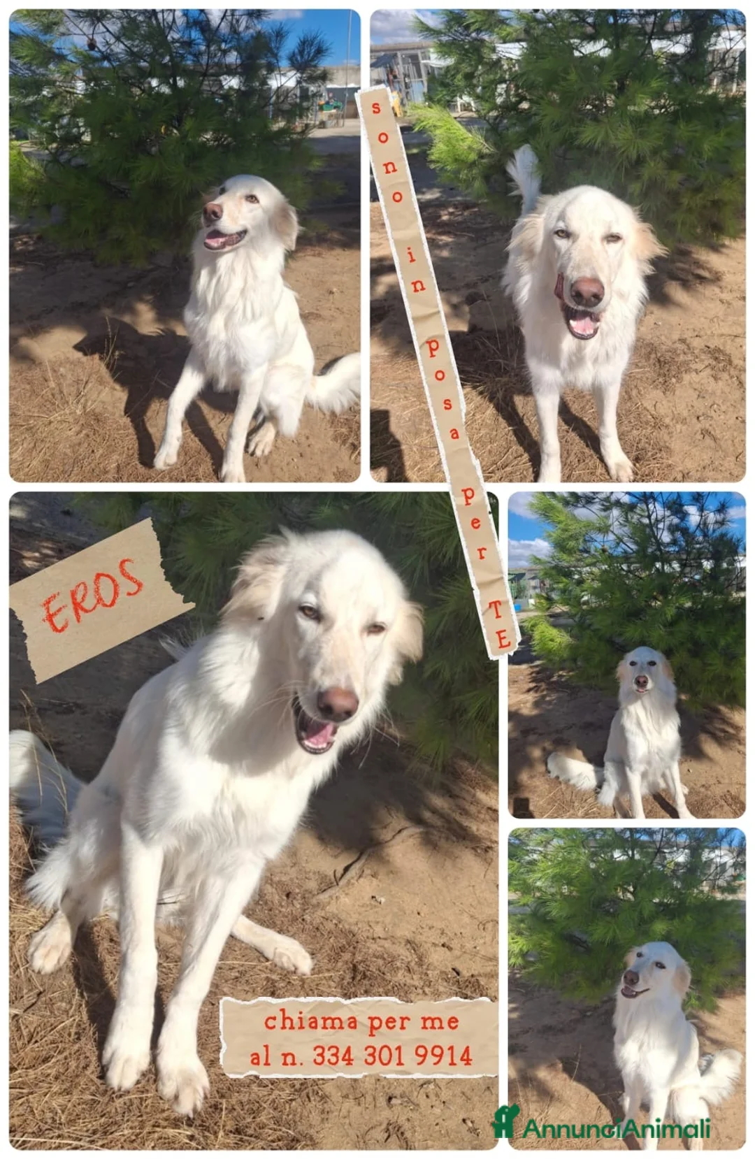Meticcio cani in regalo: EROS 💙 UNA NUVOLA BIANCA CERCA CASA - Annuncio 7