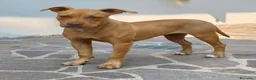 Pitbull cani in vendita: Femmina American Pit Bull Terrier  a Provincia autonoma di Trento - Annuncio 3