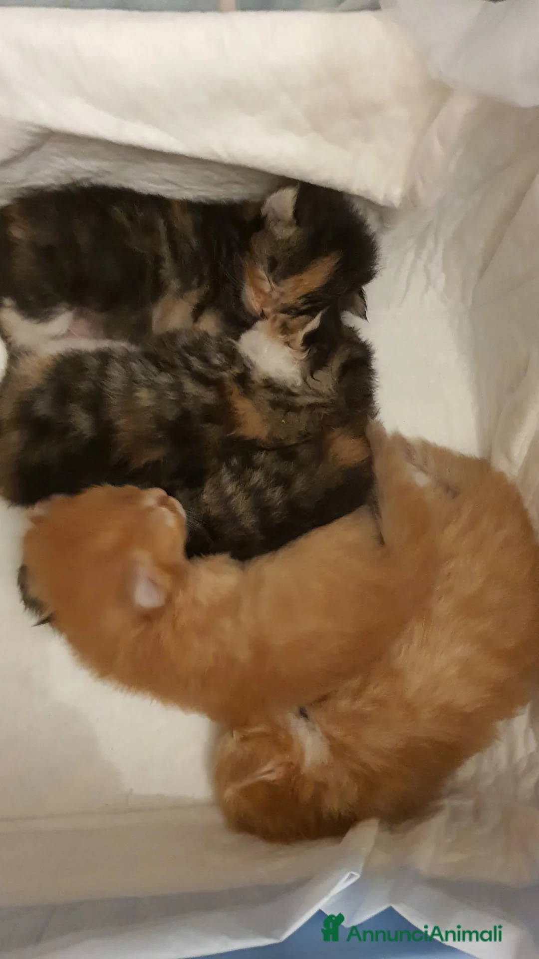 Siberiano gatti in vendita: Gattini siberiani ipoallergenici tutta Italia a Città metropolitana di Roma Capitale - Annuncio 3