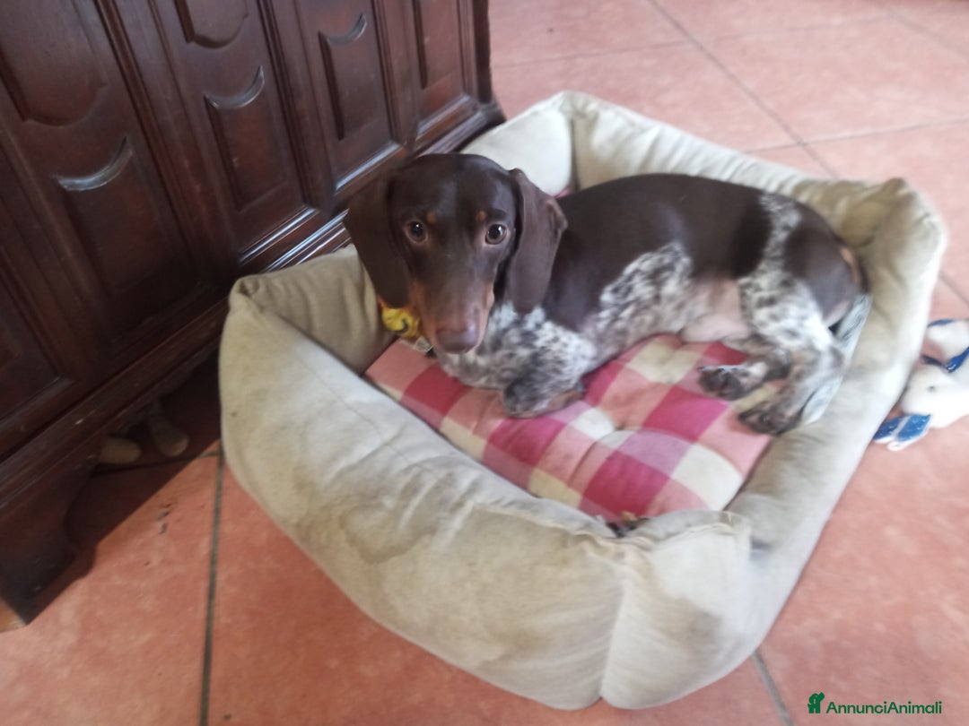 Bassotto cani per accoppiamento: Bassotto piebadl - Annuncio 4