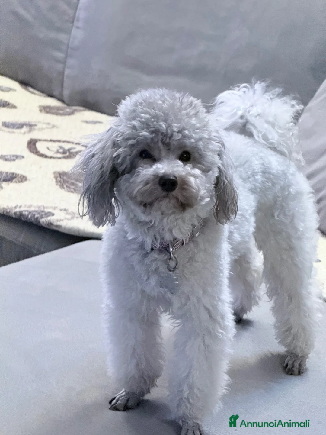 Barboncino cani in vendita: Cucciolo di barboncino  - Annuncio 1