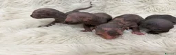 Sphynx gatti in vendita: Sphynx o gatto nudo - Annuncio 5