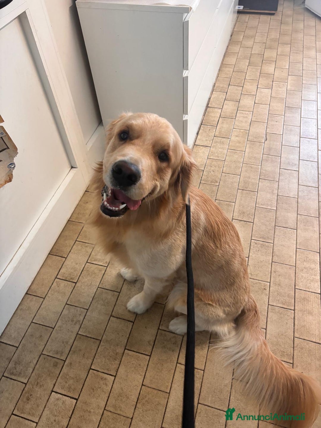 Golden Retriever cani per accoppiamento: Golden retriever di linea anglo americana  - Annuncio 4