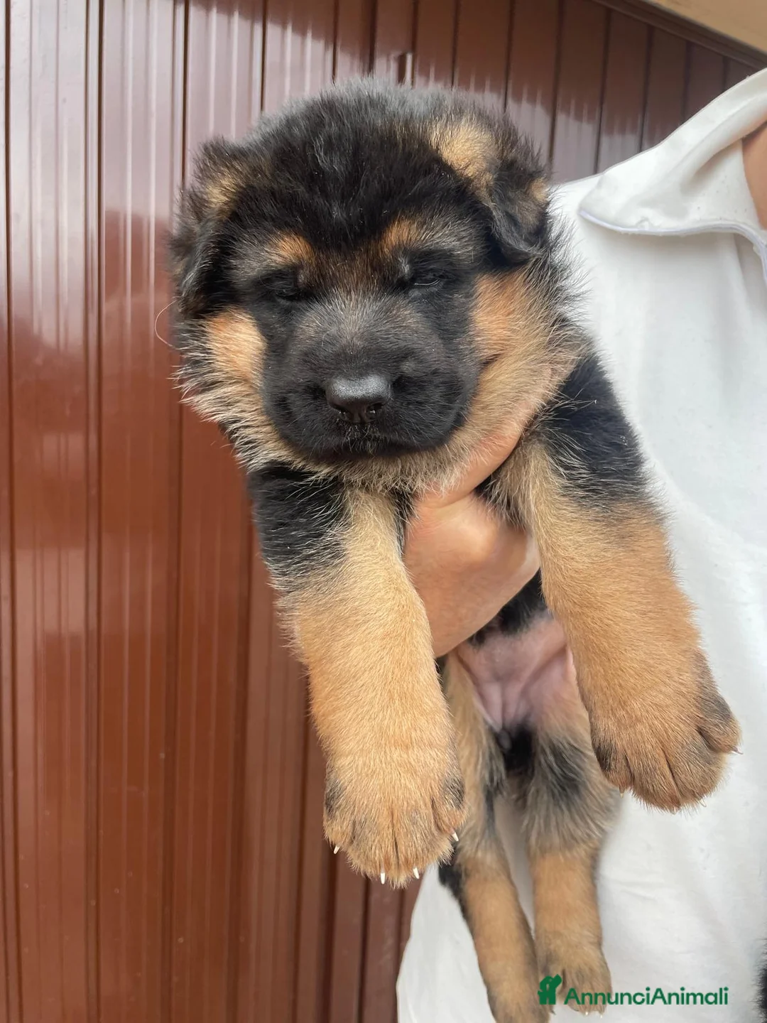 Pastore Tedesco cani in vendita: Cucciole Pastore Tedesco  - Annuncio 4