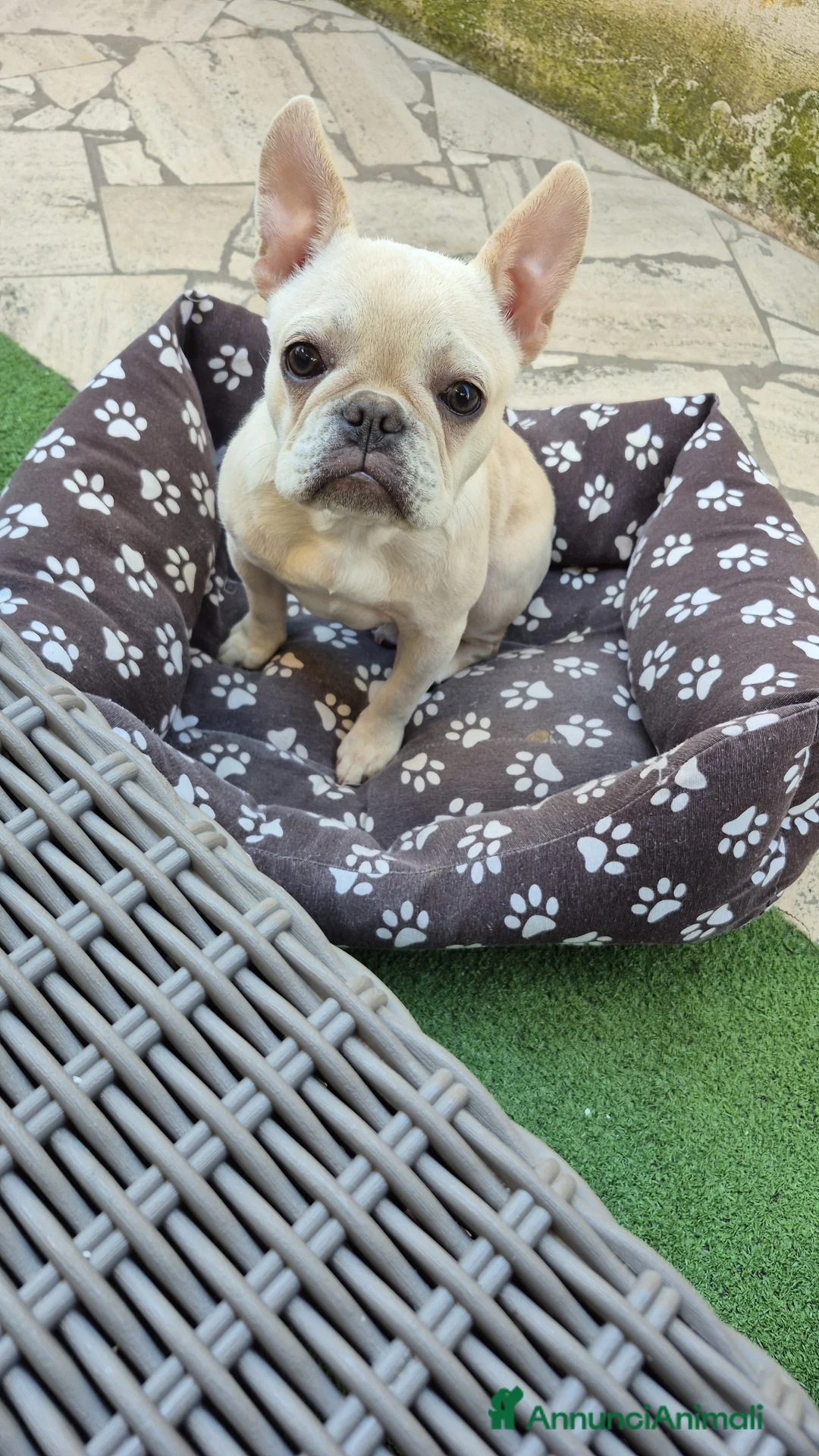 Bulldog Francese cani in vendita: Bulldog francese a Città metropolitana di Roma Capitale - Annuncio 2