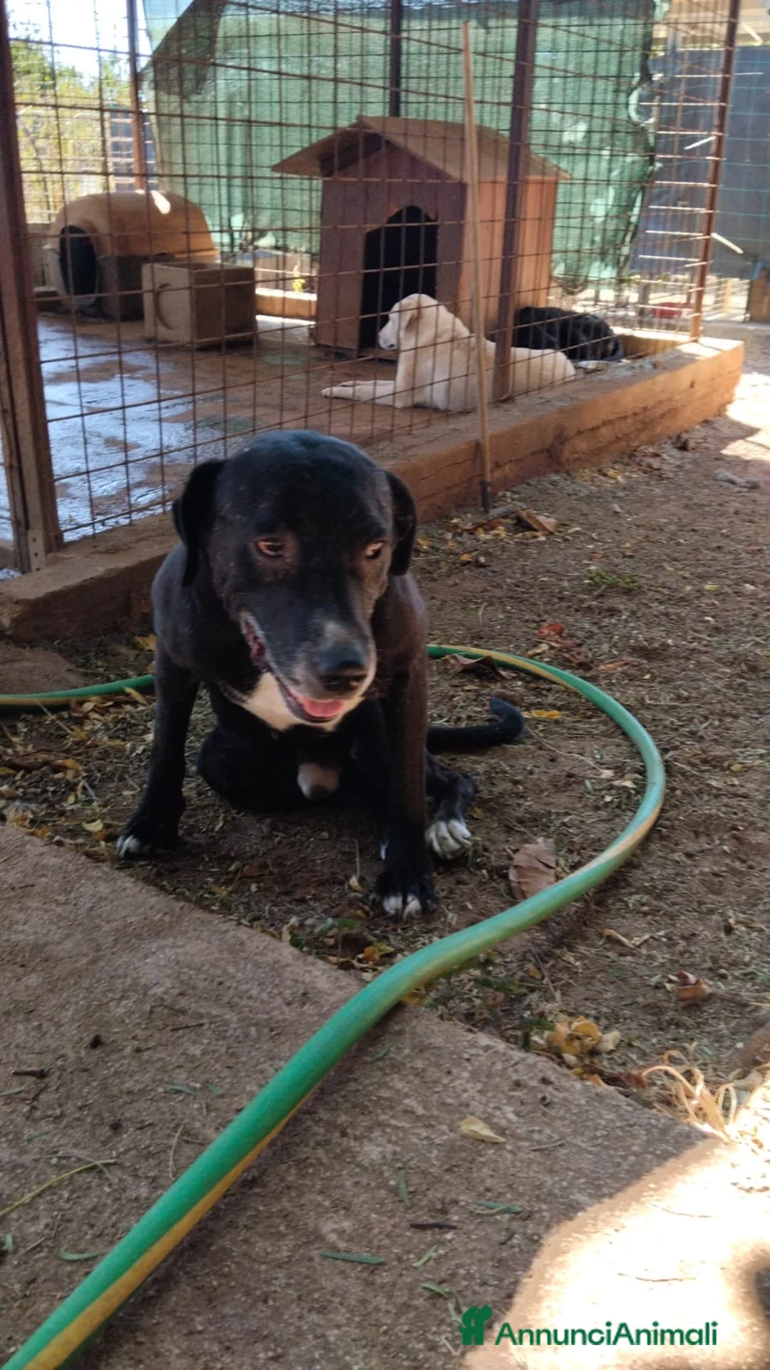 Meticcio cani in regalo: NEANCHE UNA RICHIESTA PER QUESTO NONNINO!?!? - Annuncio 6