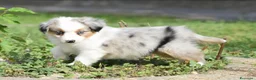 Miniature American Shepherd cani in vendita: MINIATURE AMERICAN SHEPHERD - Annuncio 22