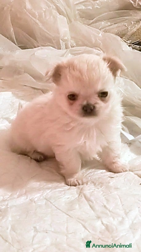 Chihuahua cani Chihuahua con genealogia multi campioni ENCI  - Annuncio 1