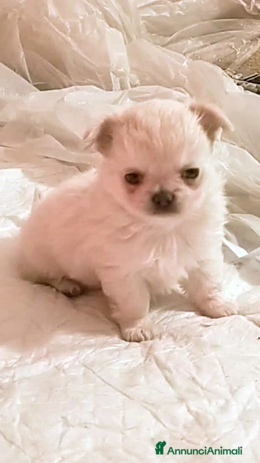 Chihuahua cani in vendita: Chihuahua con genealogia multi campioni ENCI  - Annuncio 1