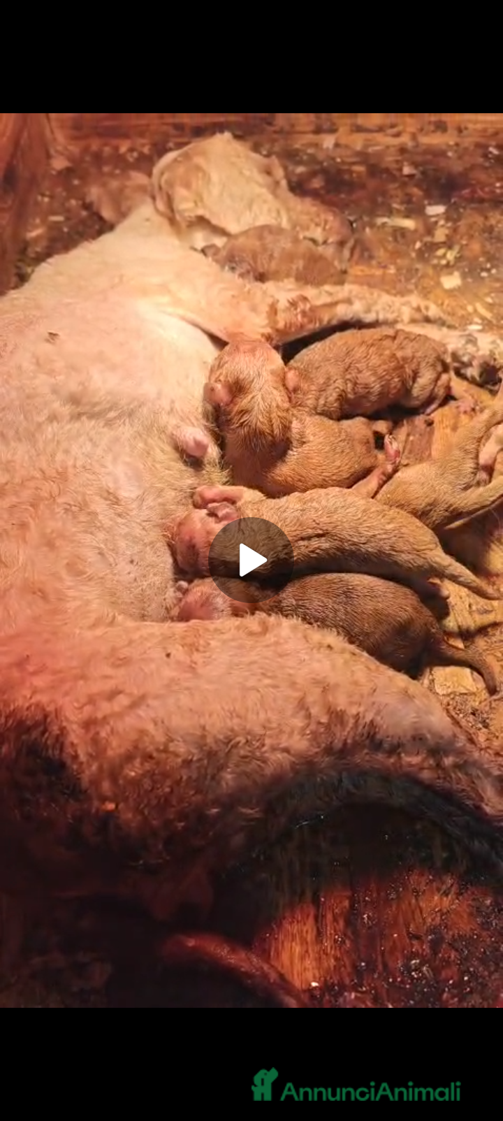 Barboncino cani Splendida cucciolata Barboncino Red - Annuncio 15