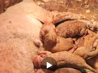 Barboncino cani Splendida cucciolata Barboncino Red - Annuncio 15