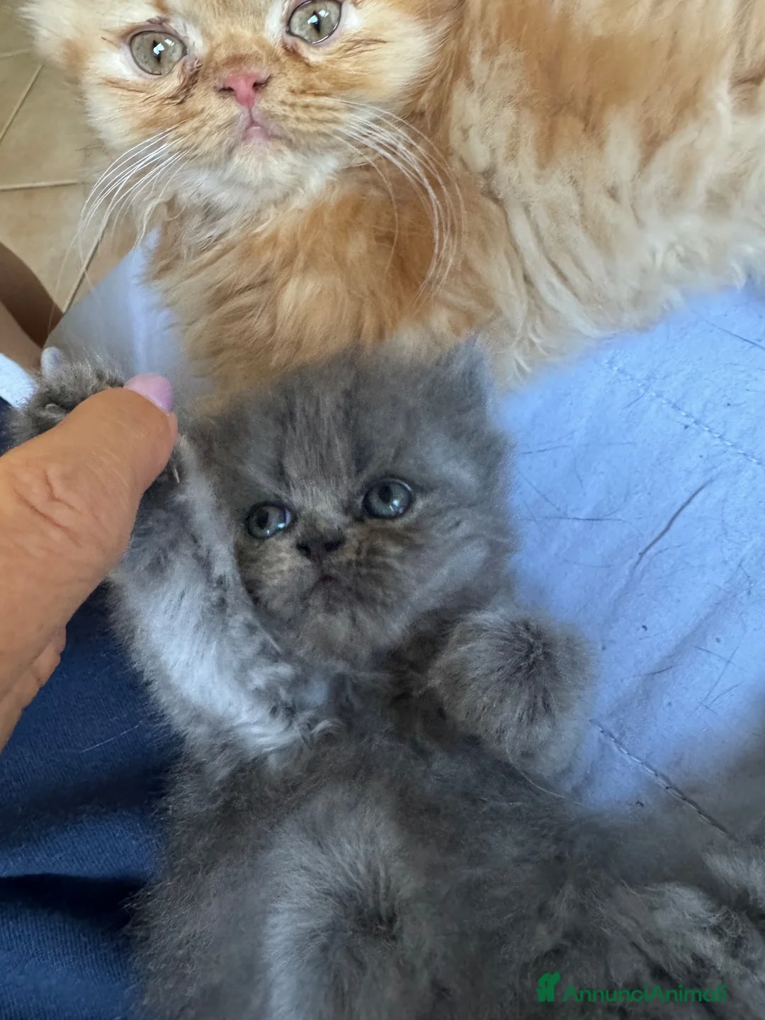 Persiano gatti in vendita: Persiana femmina cucciola blu - Annuncio 6
