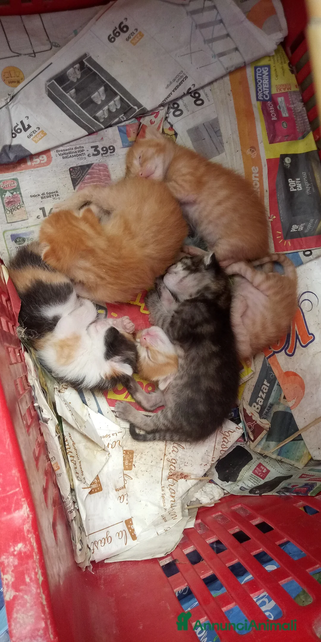 Europeo gatti in regalo: Regaloo Gattinii - Annuncio 2