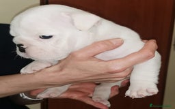 Bulldog cani in vendita: cuccioli di Bulldog inglese a Provincia di Brescia - Immagine 3
