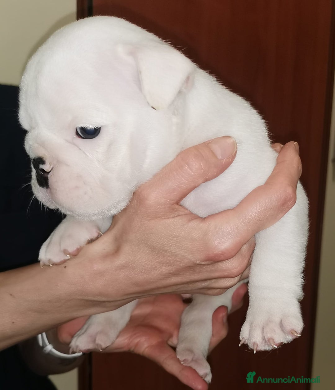 Bulldog cani in vendita: cuccioli di Bulldog inglese a Provincia di Brescia - Immagine 3