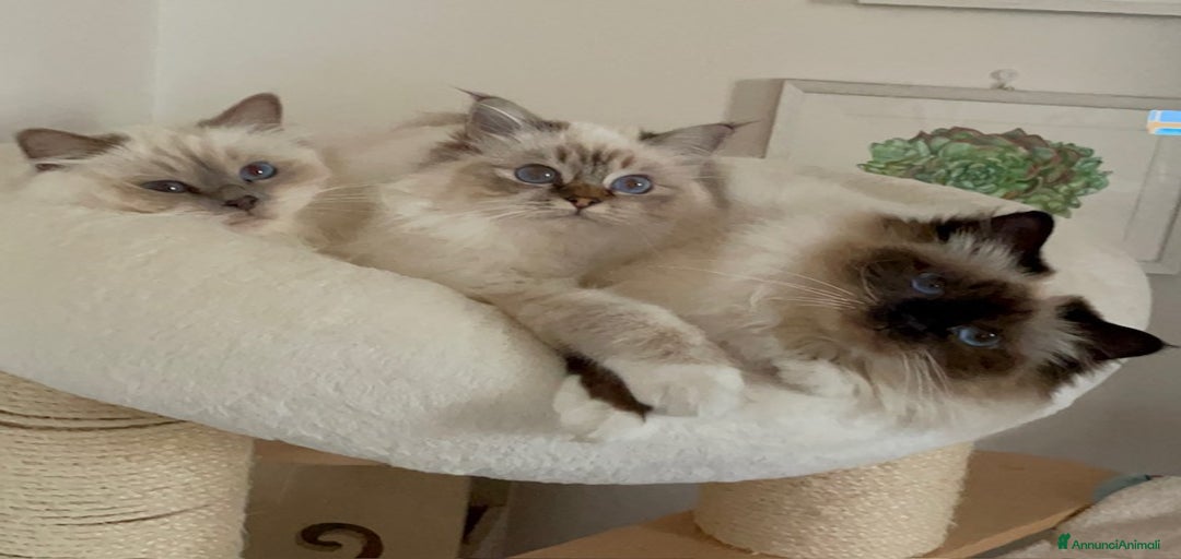 Immagine della galleria {{count}}