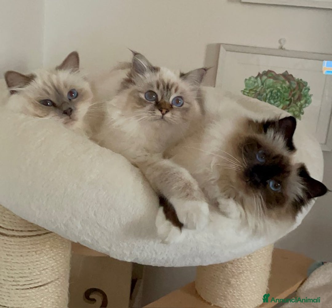 Immagine della galleria {{count}}