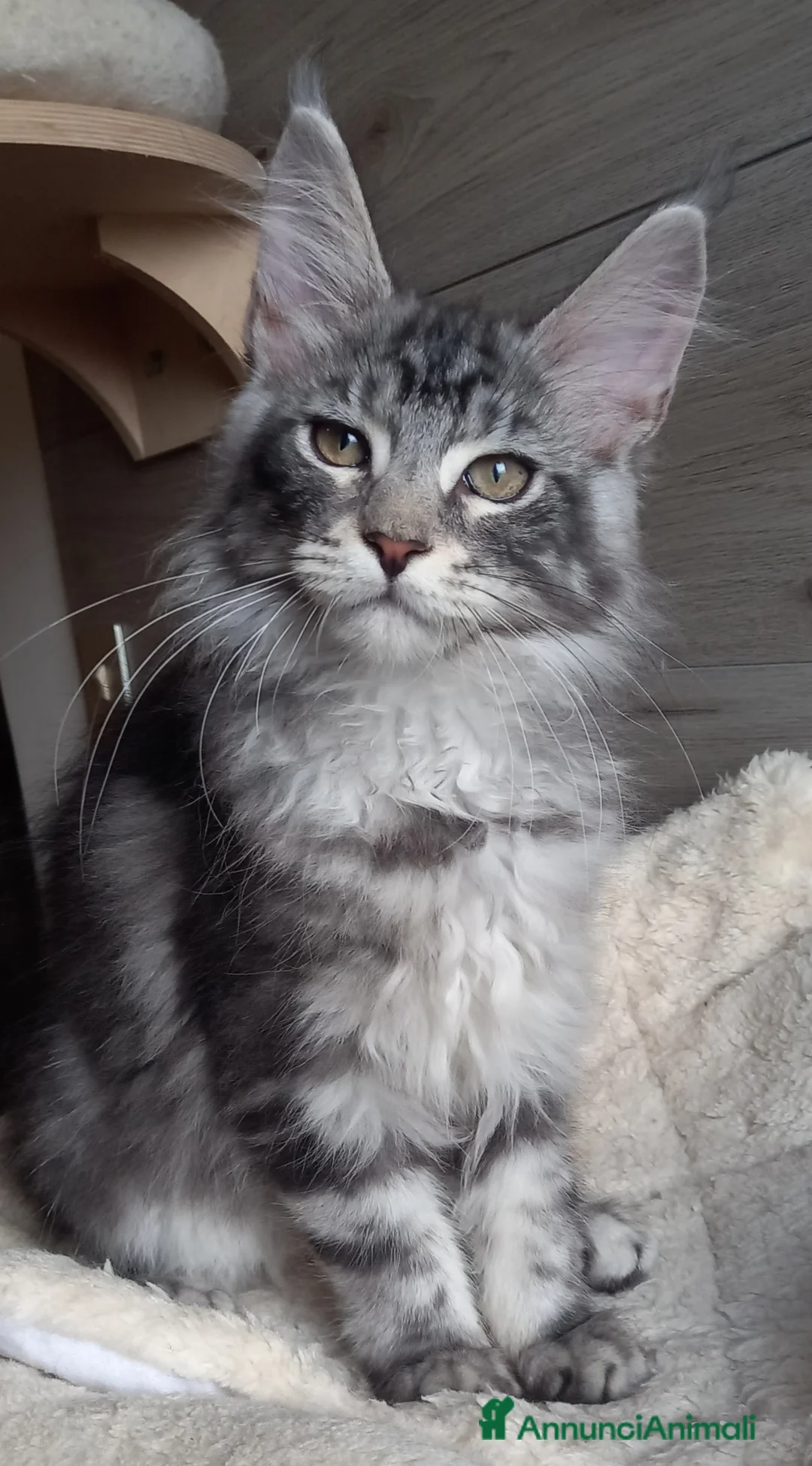 Maine Coon gatti in vendita: Stupendi piccoli Maine coon - Annuncio 5