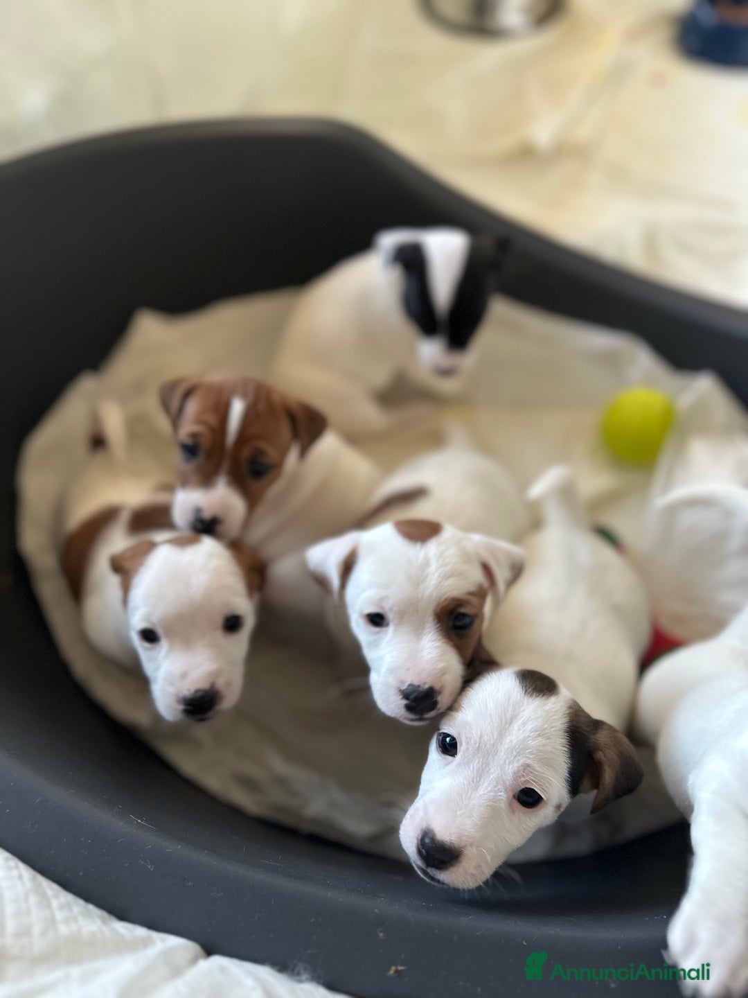 Jack Russell cani in vendita: Jack Russel Terrier di Razza Neri, tricolori  - Annuncio 10