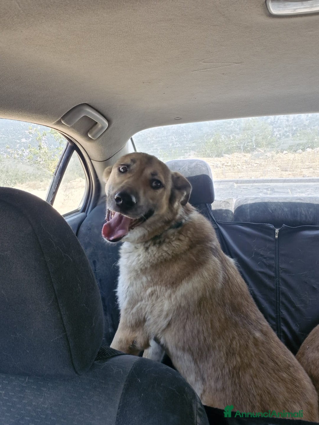 Meticcio cani in regalo: Splendido meticcio - Whisky - Annuncio 6