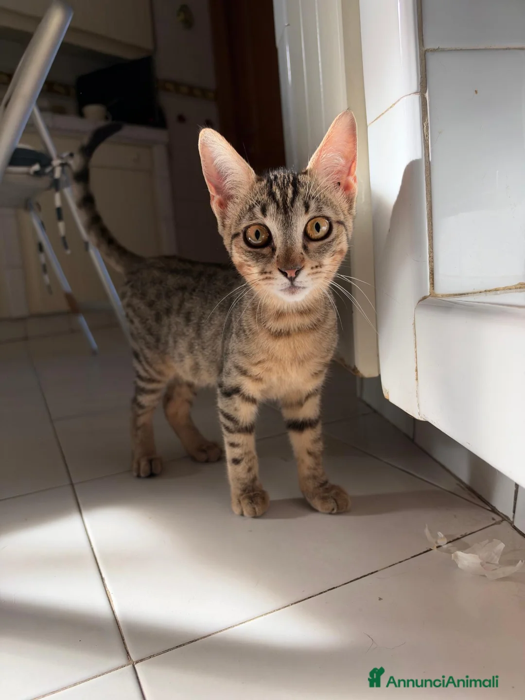 Meticcio gatti in regalo: Alice e Cocò, 4 mesi cercano casa a Città metropolitana di Roma Capitale - Annuncio 2