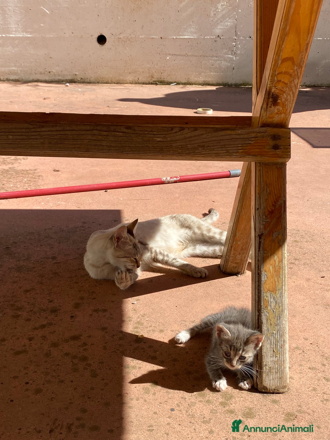 Meticcio gatti in regalo: Mickey cerca casa! - Annuncio 3