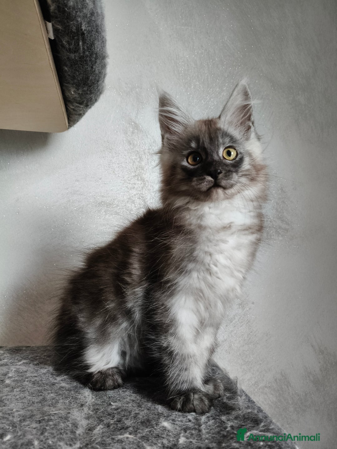 Maine Coon gatti in vendita: Maine Coon femmina black smoke  - Annuncio 8