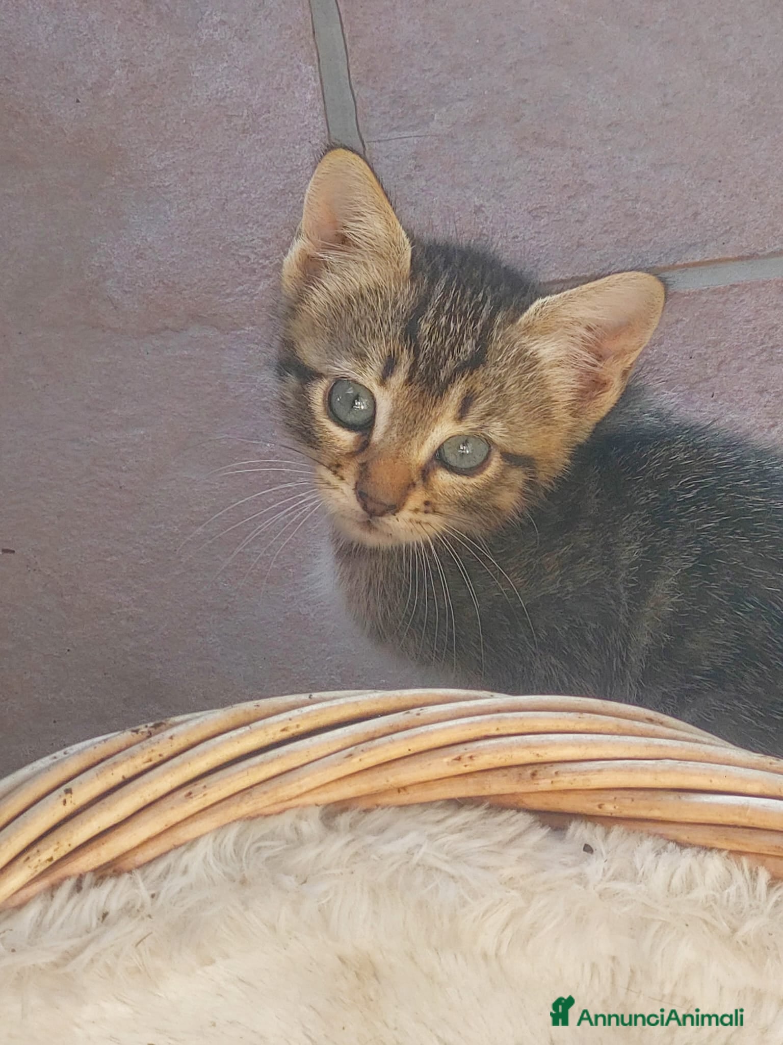 Europeo gatti Cuccioli di gatto europeo tigrati - Annuncio 1