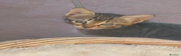 Europeo gatti in regalo: Cuccioli di gatto europeo tigrati - Annuncio 1