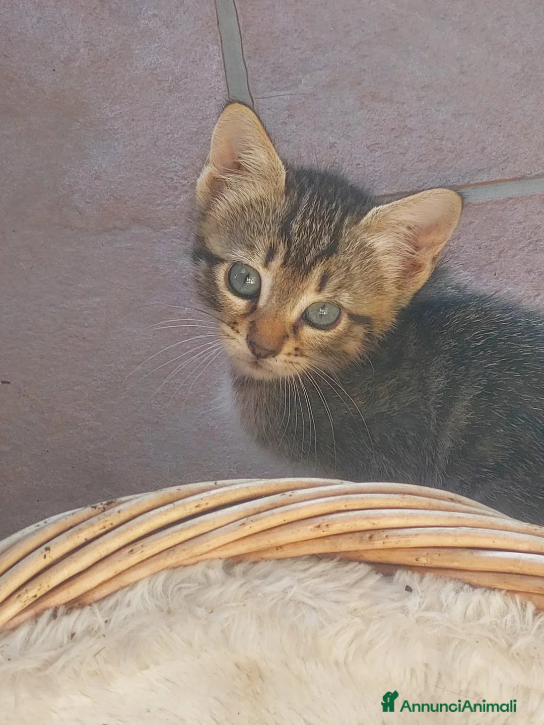 Europeo gatti in regalo: Cuccioli di gatto europeo tigrati - Annuncio 1