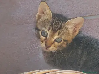 Europeo gatti Cuccioli di gatto europeo tigrati, grigi, pezzati - Annuncio 2