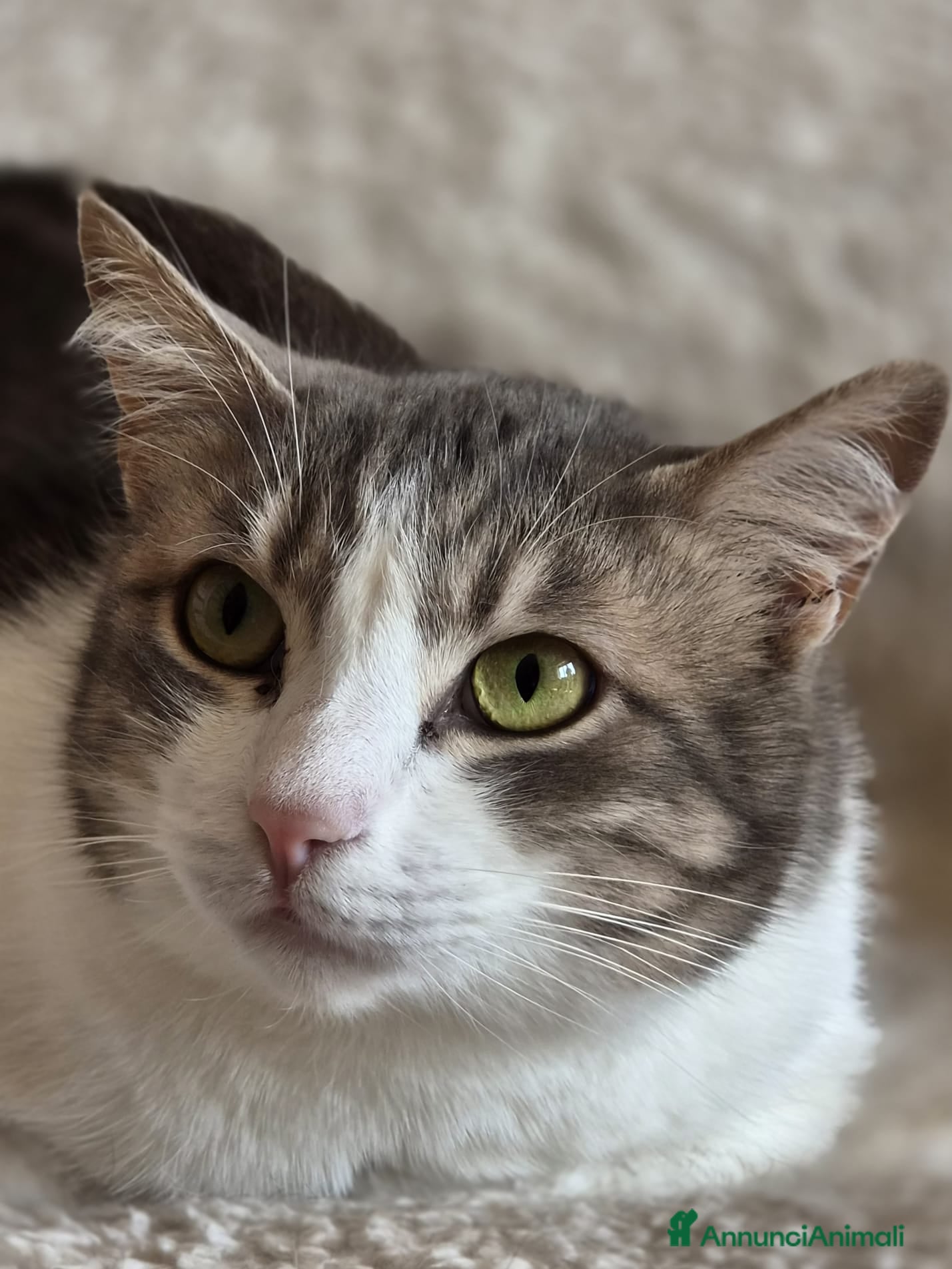 Europeo gatti Dolcissima Arabella  - Annuncio 2