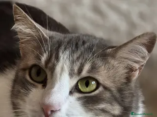 Europeo gatti Dolcissima Arabella - Annuncio 2