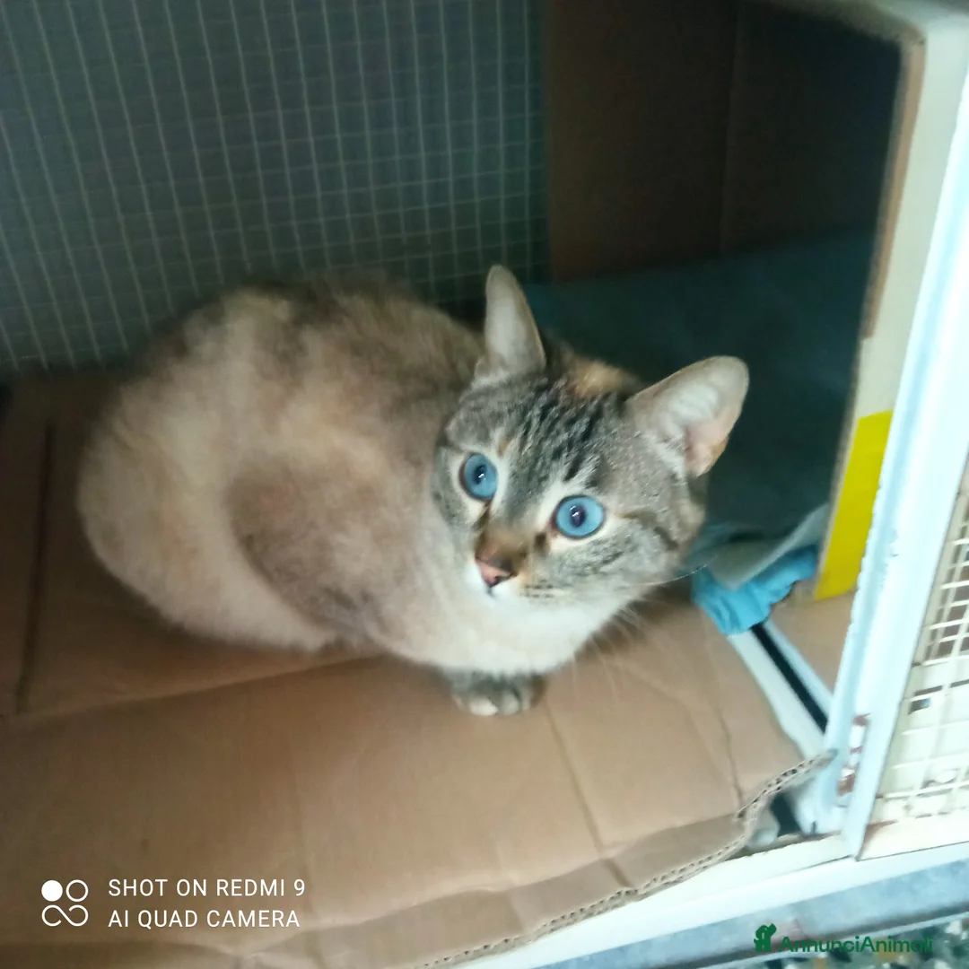 Meticcio gatti in regalo: Micino bianco cerca casa a Provincia di Bergamo - Annuncio 2