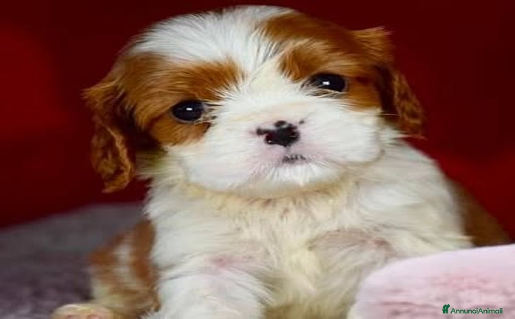 Cavalier King cani a Città metropolitana di Milano - Annuncio 3