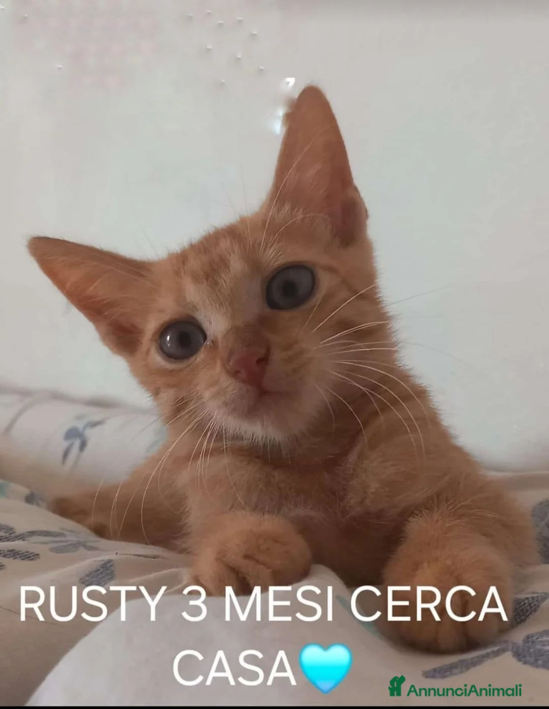 Meticcio gatti in regalo: GATTINI MERAVIGLIOSI  - Annuncio 1