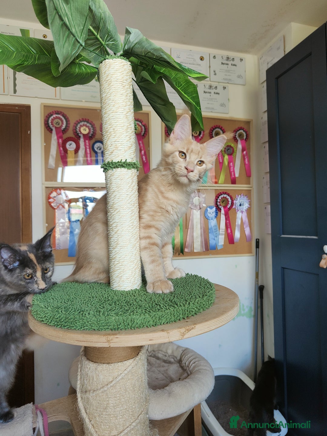 Maine Coon gatti in vendita: Cucciolo Maine Coon Maschio Crema - Annuncio 1