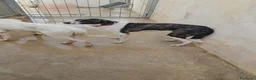 Meticcio cani in regalo: Kinder e Kira: giovani adozione di coppia  - Annuncio 18