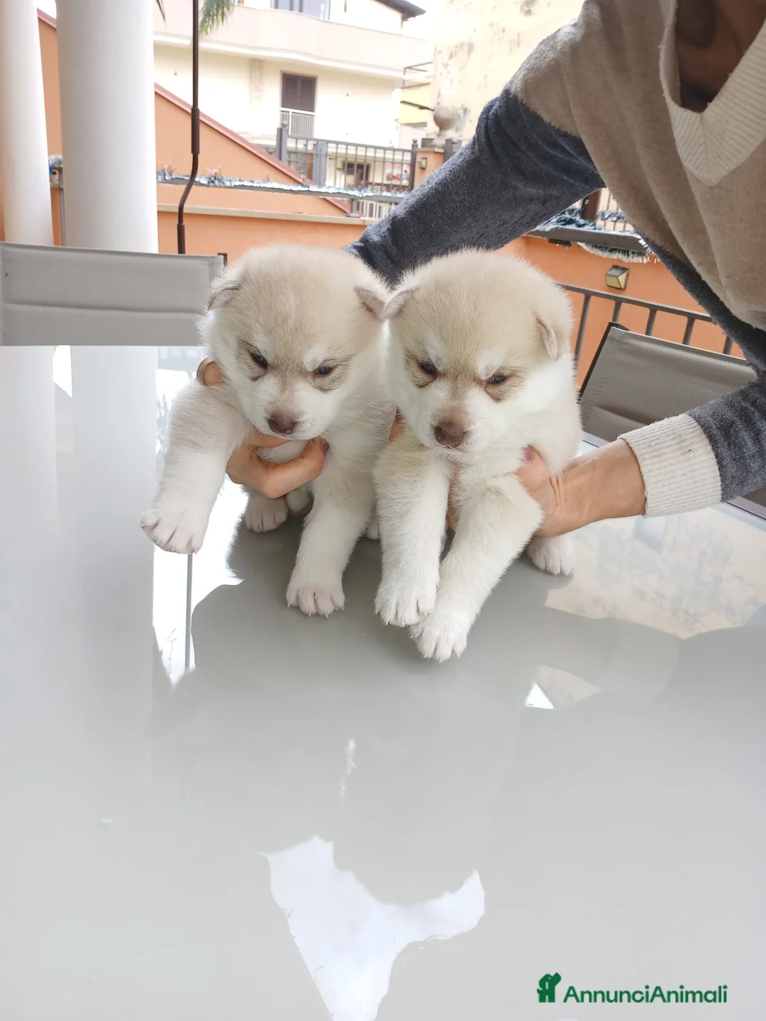 Husky cani in vendita: cuccioli Siberian Husky con pedigree enci - Annuncio 2