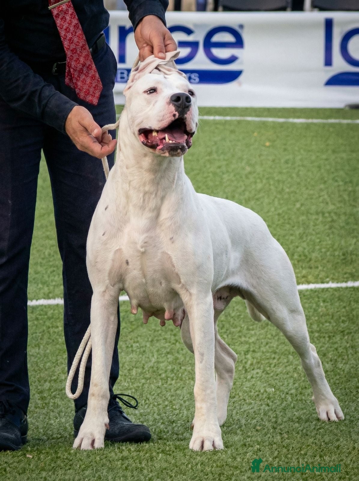 Dogo Argentino cani Cuccioli dogo argentino - Annuncio 1