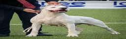 Dogo Argentino cani in vendita: Cuccioli dogo argentino - Annuncio 1