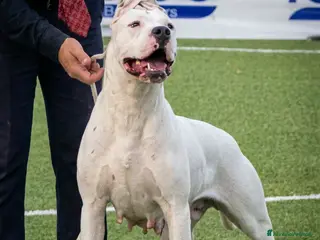 Dogo Argentino cani Cuccioli dogo argentino - Annuncio 1